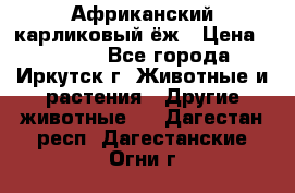 Африканский карликовый ёж › Цена ­ 6 000 - Все города, Иркутск г. Животные и растения » Другие животные   . Дагестан респ.,Дагестанские Огни г.